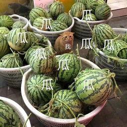 娱乐吃瓜头像图片,揭秘明星幕后故事 第1张 娱乐吃瓜头像图片,揭秘明星幕后故事 第1张